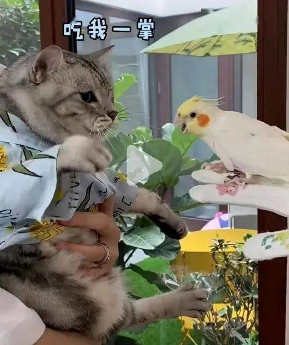 模仿网红猫,萌动万千粉丝的治愈系萌宠传奇