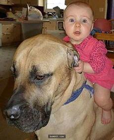 微头条的宠物图片,微头条宠物图片里的温馨日常”